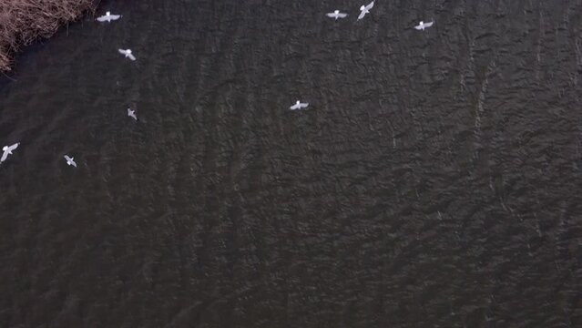 An aerial view of Meadow Lake in Queens, NY on a sunny day. The camera tilted straight down dolly in as seagulls flying below, then flies over a paved walkway. All filmed in slow motion.