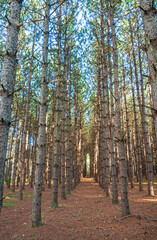 Tree Groove at Tionesta Lake in the rugged hills of northwestern Pennsylvania
