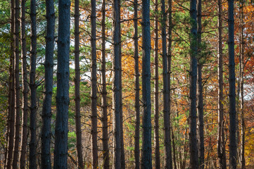 Tree Groove at Tionesta Lake in the rugged hills of northwestern Pennsylvania