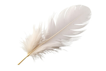 Bird feather png transparent background 