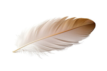 Bird feather png transparent background 