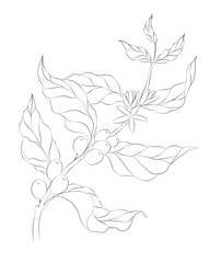 Sketch of a coffee sprig, with berries and flowers. Vector stock drawing.