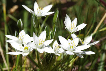 Flowers of Ornithogalum, Star-of-Bethlehem of the family Asparagaceae in the garden. Spring, April, Netherlands
