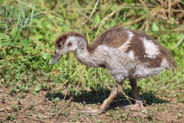 Nilgans / Egyptian goose / Alopochen aegyptiacus.