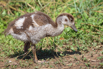 Nilgans / Egyptian goose / Alopochen aegyptiacus.