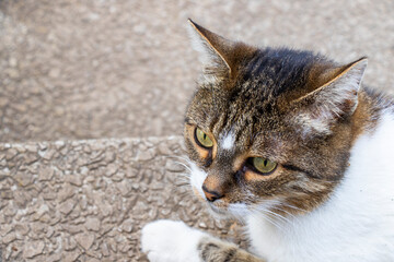 Fototapeta premium Cat portrait