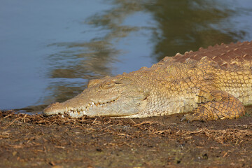 Nilkrokodil / Nile crocodile / Crocodylus niloticus