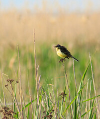 yellow warbler in the reeds