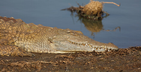 Nilkrokodil / Nile crocodile / Crocodylus niloticus