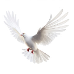Flying dove  on transparency background PNG