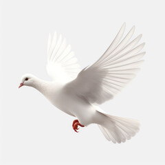 Flying dove  on transparency background PNG