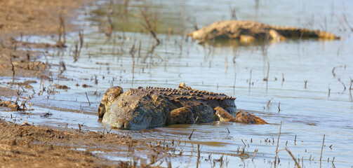 Nilkrokodil / Nile crocodile / Crocodylus niloticus