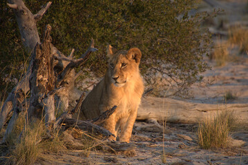 Lion Cub