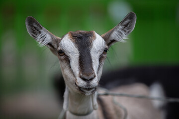 Close-up of the muzzle of an Alpine goat.