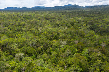 Aerial view of the Borneo rainforest. © Yusnizam Yusof