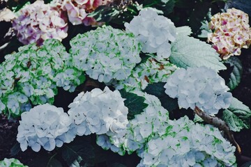 Hydrangea flower of blue-violet color. Bud close-up. Garden plant. Green natural background