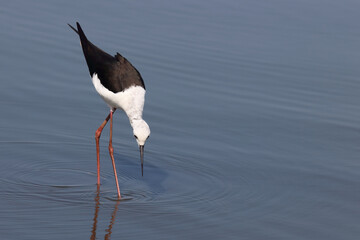 Stelzenläufer / Black-winged stilt / Himantopus himantopus