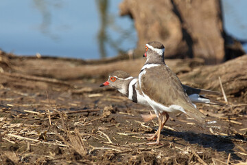 Dreibandregenpfeifer / Three-banded plover or Three-banded sandplover / Charadrius tricollaris.