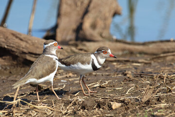Dreibandregenpfeifer / Three-banded plover or Three-banded sandplover / Charadrius tricollaris