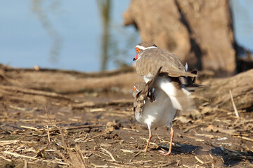 Dreibandregenpfeifer / Three-banded plover or Three-banded sandplover / Charadrius tricollaris.