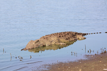 Nilkrokodil / Nile crocodile / Crocodylus niloticus