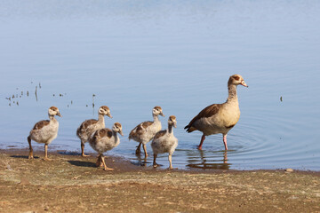 Nilgans / Egyptian goose / Alopochen aegyptiacus.