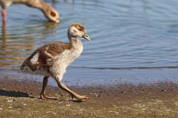 Nilgans / Egyptian goose / Alopochen aegyptiacus.