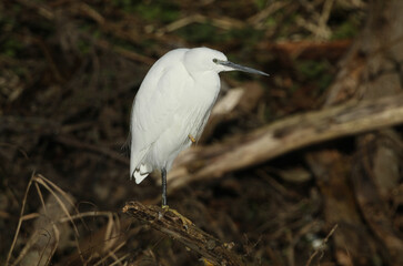 A beautiful Little Egret, Egretta garzetta, perching in a tree.