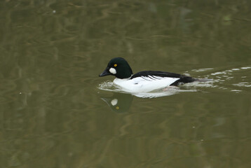 Obraz premium A male Goldeneye, Bucephala clangula, swimming on a river.