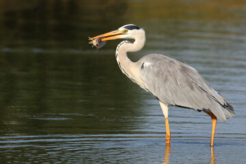 Afrikanischer Graureiher / Grey heron / Ardea cinerea..