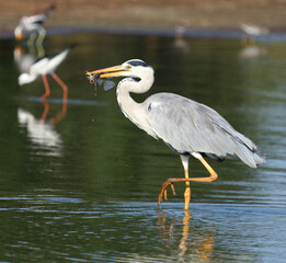 Afrikanischer Graureiher / Grey heron / Ardea cinerea..