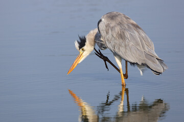 Afrikanischer Graureiher / Grey heron / Ardea cinerea