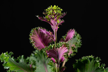 flowering ornamental cabbage close up