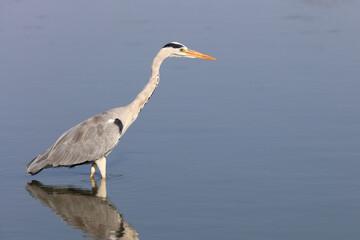 Afrikanischer Graureiher / Grey heron / Ardea cinerea