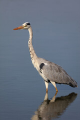 Afrikanischer Graureiher / Grey heron / Ardea cinerea