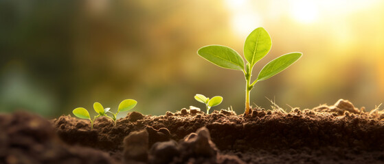 Seedling are growing from the rich soil with morning sunlight. Earth day, Development, Green...