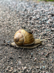 garden snail on a rocky road