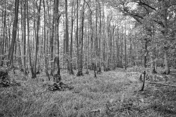 View into a deciduous forest with grass-covered forest floor in black and white