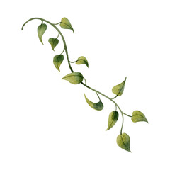 Epipremnum liana vine plant watercolor illustration isolated on white. Realistic tropical leaves clipart © Elena Malgina