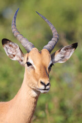 Schwarzfersenantilope / Impala / Aepyceros melampus