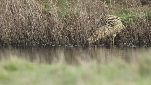 A rare hunting Bittern, Botaurus stellaris, searching for food in a reedbed at the edge of a stream.
