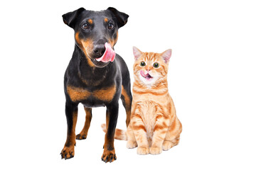 Funny dog breed Jagdterrier and cheerful kitten Scottish Straight licks together isolated on white background