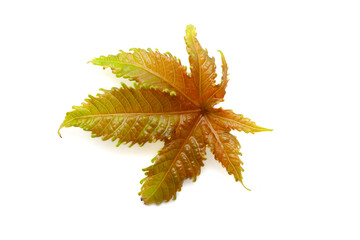 Top view of Castor plant leaf (Ricinus communis), isolated on a white background.