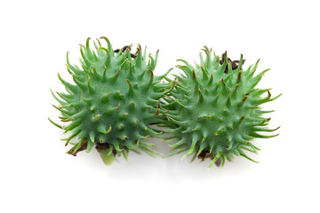 Top view of Castor fruits (Ricinus communis). Isolated on a white background.