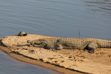 Nilkrokodil / Nile crocodile / Crocodylus niloticus