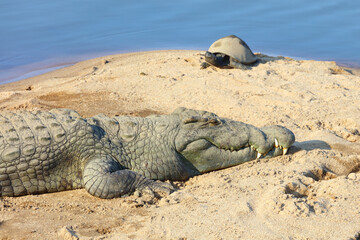 Nilkrokodil / Nile crocodile / Crocodylus niloticus..