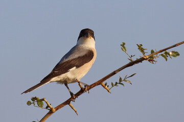 Schwarzstirnwürger / Lesser grey shrike / Lanius minor