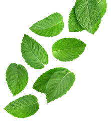 Mint leaf isolated clipping path