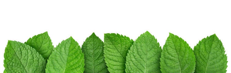 Mint leaf isolated clipping path