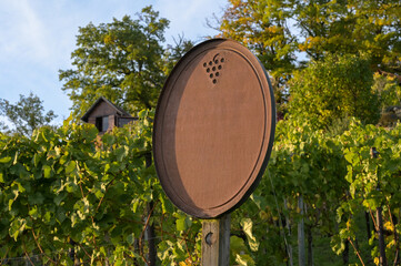 Vineyard sign in front of many green and yellow leaves of grapevines in fall. In the background: no...